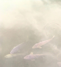 "Koi", Fotografie kaschiert auf Holz, 2019, 70 x 70 cm, 700,00 Euro Abele Foto 4