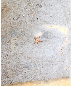 "Stern", Fotografie kaschiert auf Holz, 2019, 42 x 31 cm, 380,00 Euro Abele Foto 5