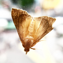 Abele Foto 7 Abele Foto 7