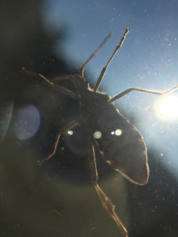 Abele Foto 8 Abele Foto 8