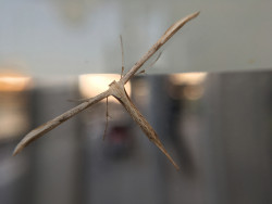 Abele Foto 10 Abele Foto 10