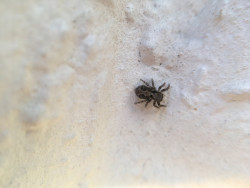 Abele Foto 11 Abele Foto 11