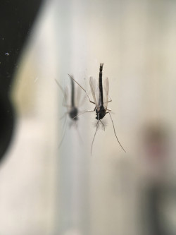 Abele Foto 13 Abele Foto 13