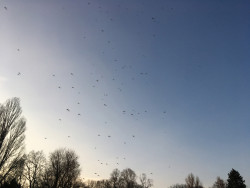 "Luitpold", 2019, 52 x 70 cm, 620,00 Euro Abele Foto 14