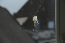 Abele Foto 15 Abele Foto 15