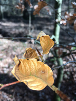 Abele Foto 16 Abele Foto 16