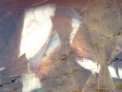 Abele Foto 17 Abele Foto 17